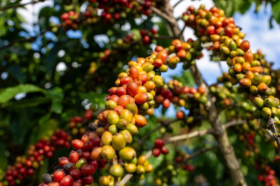 19.11.2024 - Alta do café conilon impulsiona novo recorde histórico das exportações do agro capixaba