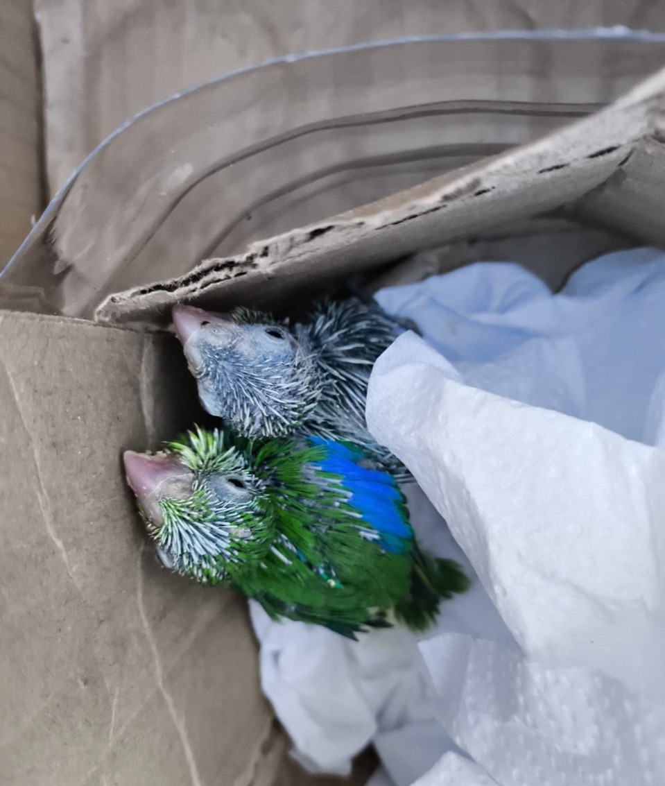 20.04.2026 - Resgate de fauna. Parque Estadual de Itaúnas atua na preservação de animais silvestres