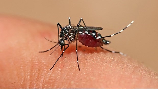 21.02.2024 - Mosquito dengue